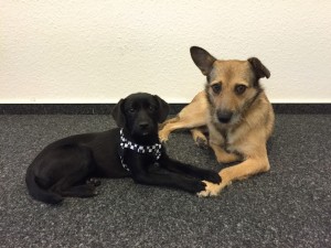 comspace Agenturhunde Leelo und Ruby