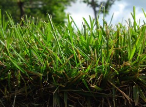Grass and sidewalk - Blake Burkhart - (CC BY 2.0)
