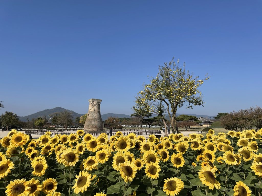 Feld mit Sonnenblumen und einem Turm sowie einem Kakibaum im Hintergrund