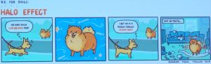 Comic über den Halo-Effekt bei Hunden: Ein kleiner Hund bewundert einen Pomeranian mit luxuriösem Fell, stellt sich vor, dass er ein "wirklich guter Junge" ist, aber die Realität zeigt ihn in einem unordentlichen Zimmer mit zerstörtem Mobiliar.